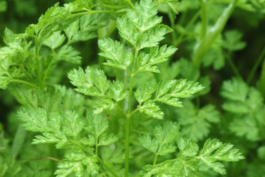 Cerefolio