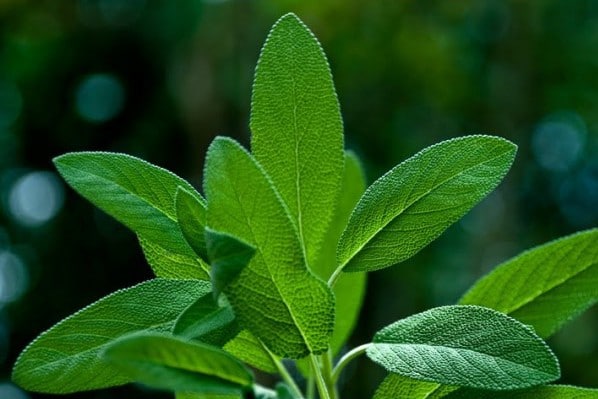 Salvia